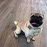 dog, pug, pet, animal, sitting, happy, smiling, tongue, collar, tag, short_hair, fawn, black_face, curled_tail, indoors, wooden_floor, portrait, looking_at_camera, cute, companion
