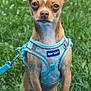 dog, small_dog, harness, blue_harness, green_grass, outdoor, pet, animal, cute, standing, leash, closeup, canine, brown_dog, white_markings, paw, looking_at_camera, nature, daylight, background_blur