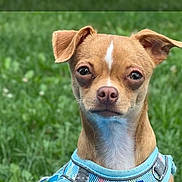 Luxy joined the competition — help win amazing prizes! dog, small_dog, puppy, outdoor, green_grass, blurred_background, harness, brown_dog, pet, animal, canine, portrait, looking_at_camera, ears, snout, close_up, nature, grass, domestic_animal, alert
