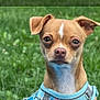 dog, small_dog, puppy, outdoor, green_grass, blurred_background, harness, brown_dog, pet, animal, canine, portrait, looking_at_camera, ears, snout, close_up, nature, grass, domestic_animal, alert
