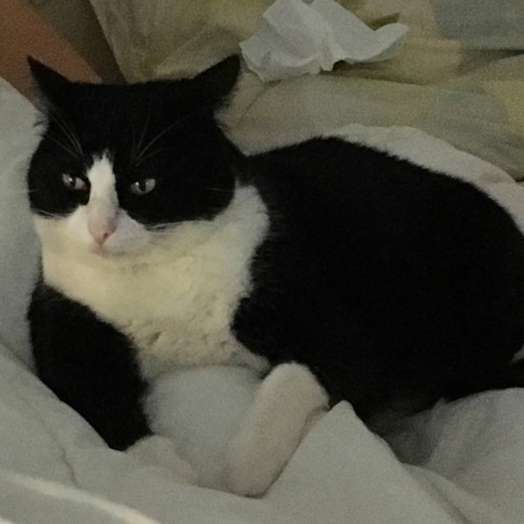 Lily participe au concours pour gagner de l'argent avec cette photo : carnivore, cat, cat_supply, comfort, domestic_short_haired_cat, eye, felidae, formal_wear, fur, linens, paw, pet_supply, rectangle, small_to_medium_sized_cats, snout, tail, terrestrial_animal, whiskers