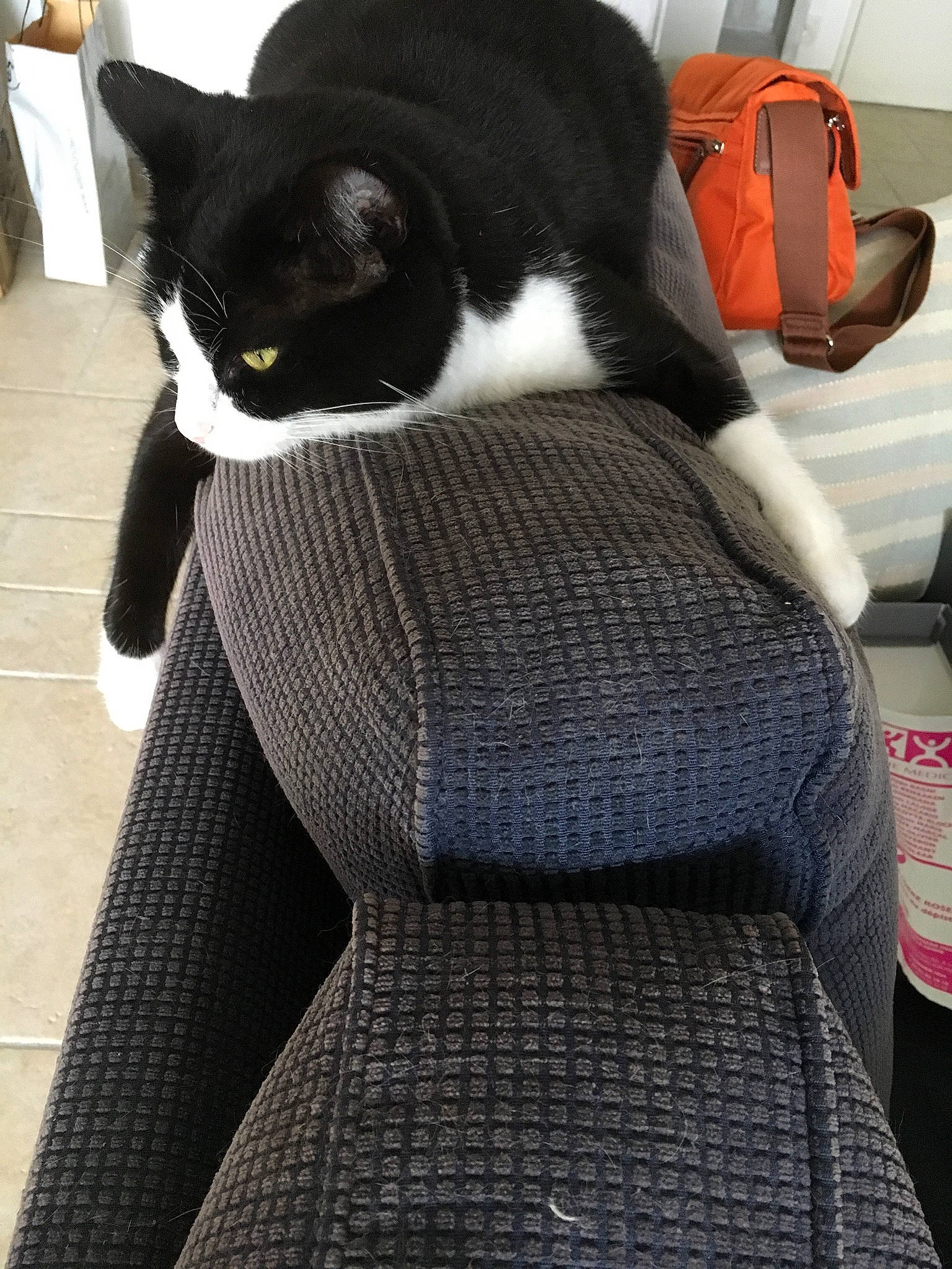 Lily a rejoint le concours — aidez-le/la à gagner de superbes lots ! bag, carnivore, cat, comfort, domestic_short_haired_cat, felidae, formal_wear, fur, grey, human_leg, lap, luggage_and_bags, pattern, sleeve, small_to_medium_sized_cats, snout, tail, textile, thigh, whiskers