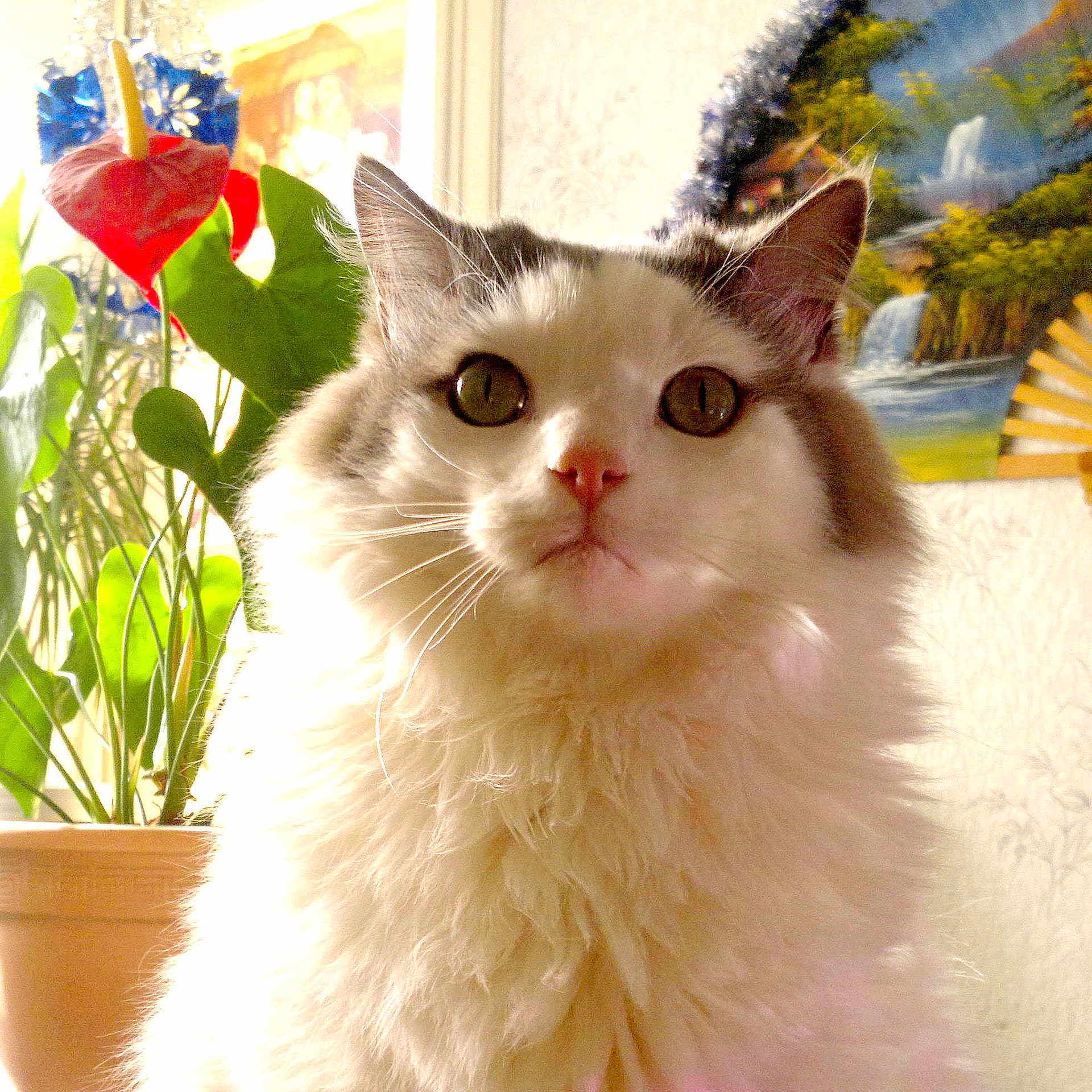 Blanco
