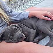 Cash joined the competition — help win amazing prizes! puppy, dog, gray_dog, pet, person, hand, outdoor, grass, gravel, mat, snuggling, relaxation, close_up, lap, animal, summer, casual, resting, companion, cute