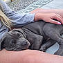 puppy, dog, gray_dog, pet, person, hand, outdoor, grass, gravel, mat, snuggling, relaxation, close_up, lap, animal, summer, casual, resting, companion, cute