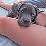 Cash joined the competition — help win amazing prizes! puppy, dog, gray_dog, outdoor, person, leg, bicycle, gravel, mat, trees, nature, resting, cute, pet, summer, relaxing, animal, companion, closeup, daylight