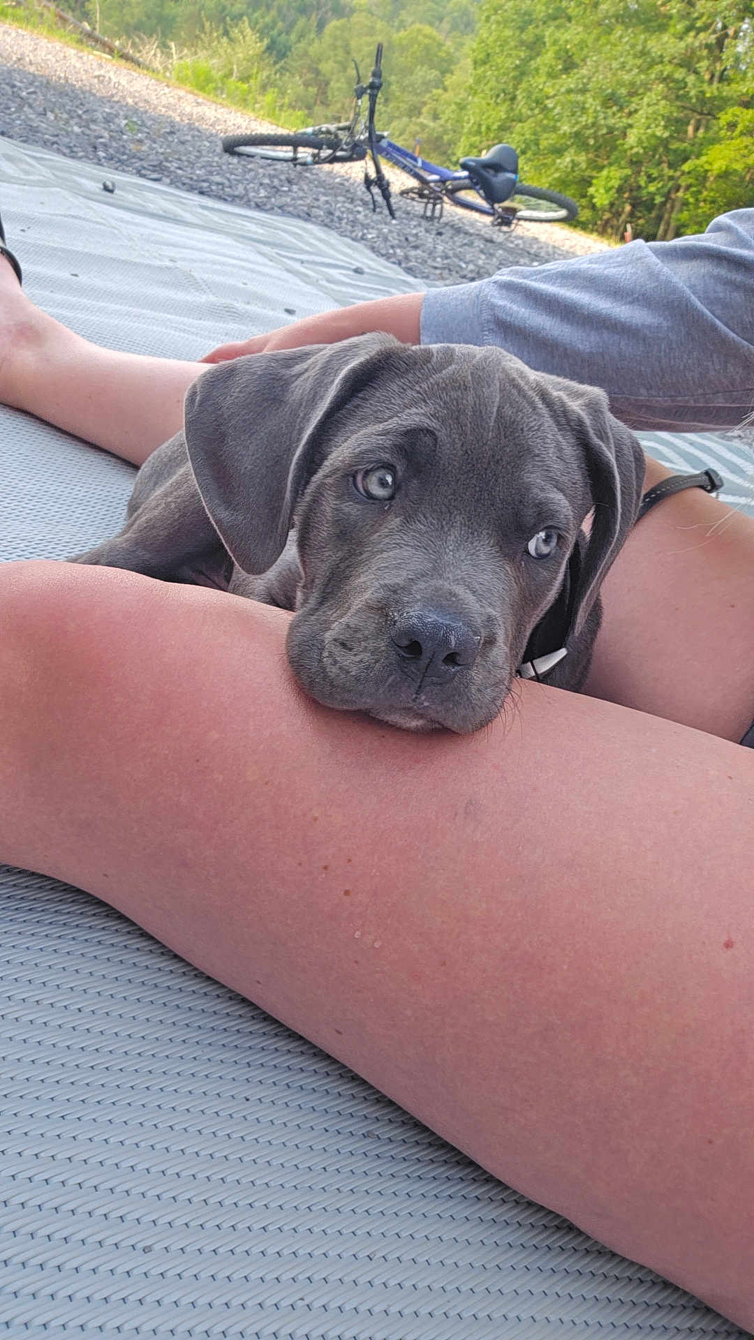 Cash joined the competition — help win amazing prizes! puppy, dog, gray_dog, outdoor, person, leg, bicycle, gravel, mat, trees, nature, resting, cute, pet, summer, relaxing, animal, companion, closeup, daylight