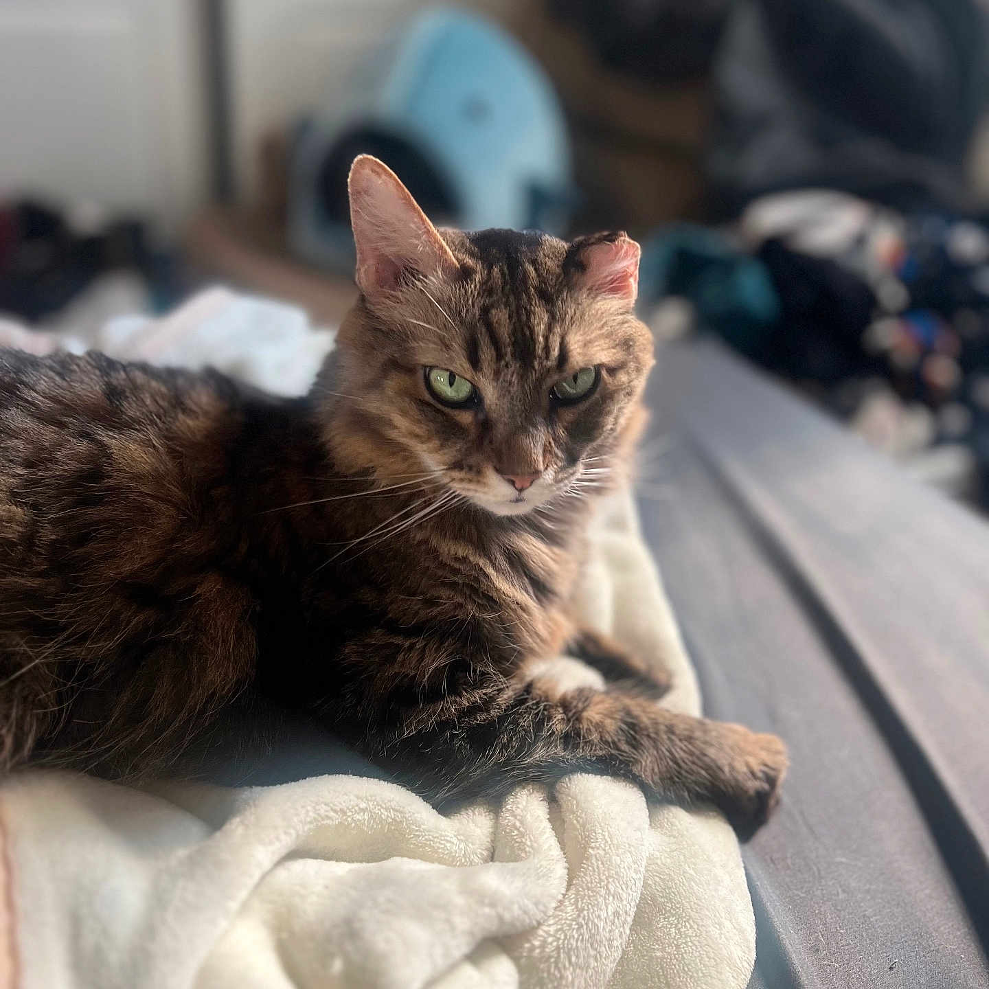Ziggy joined the competition — help win amazing prizes! abyssinian, animal, bed, blanket, cat, couch, furniture, homedecor, indoors, kitten, laundry, linen, manx, person, pet, quilt, sleeping, towel, wood