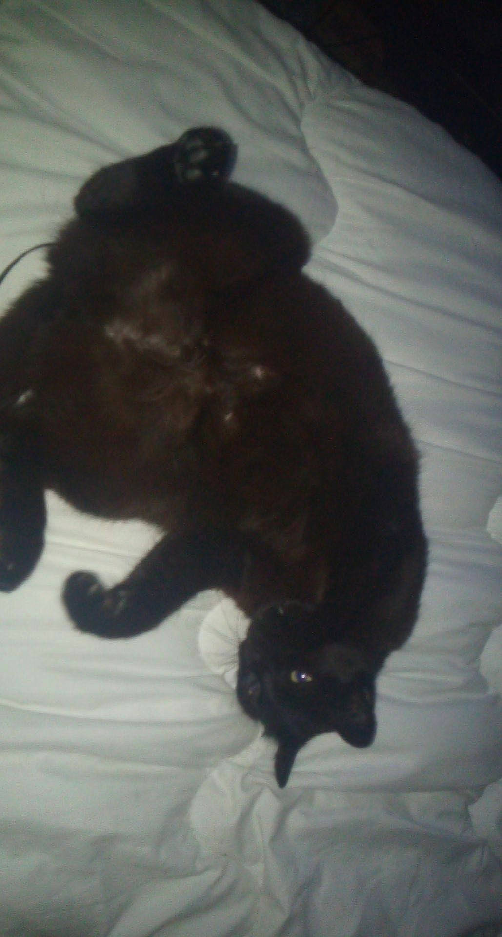 Tootoone participe au concours pour gagner de l'argent avec cette photo : black_cat, bombay, carnivore, cat, claw, dog_breed, domestic_short_haired_cat, felidae, floor, flooring, fur, gesture, paw, small_to_medium_sized_cats, snout, sporting_group, tail, terrestrial_animal, tints_and_shades, whiskers