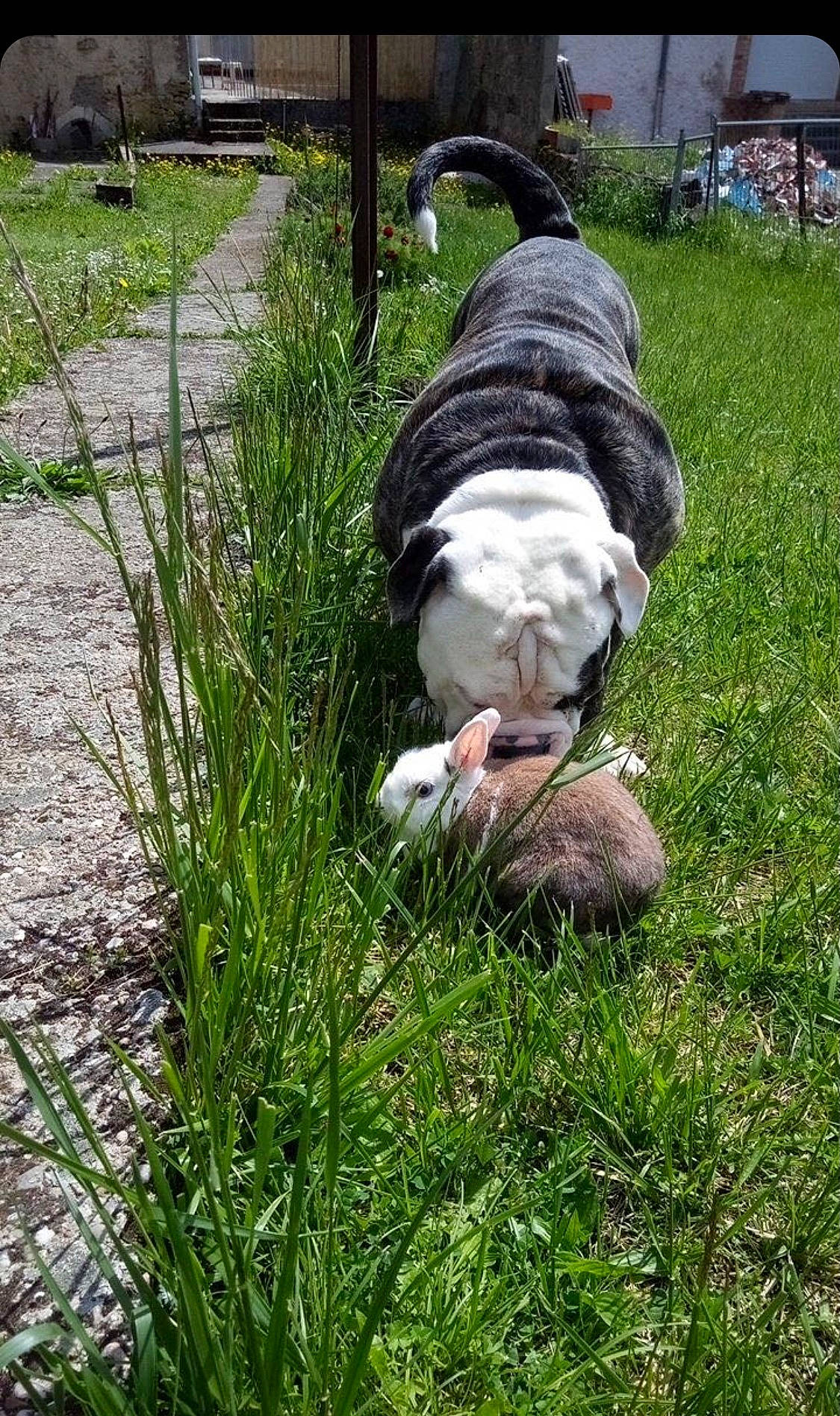 Sparo participe au concours pour gagner de l'argent avec cette photo : canidae, carnivore, companion_dog, dog, dog_breed, felidae, foot, fur, grass, grass_family, grassland, groundcover, herbaceous_plant, leisure, non_sporting_group, plant, sitting, sporting_group, tail, yard