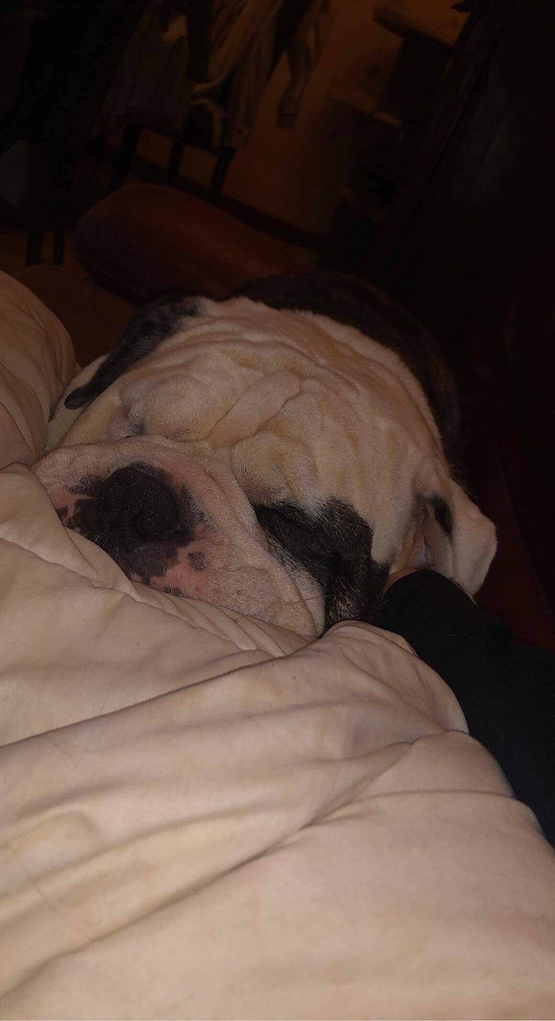 Sparo a rejoint le concours — aidez-le/la à gagner de superbes lots ! bedding, bulldog, carnivore, comfort, companion_dog, dog, dog_breed, duvet, eye, fawn, felidae, fur, linens, pug, snout, terrestrial_animal, toy_dog, whiskers, working_animal, wrinkle