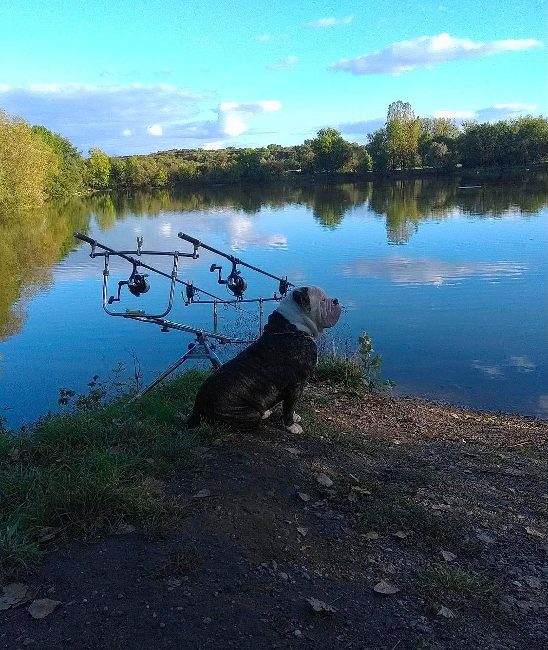 Sparo participe au concours pour gagner de l'argent avec cette photo : bank, carnivore, cloud, companion_dog, dog, dog_breed, grass, horizon, lacustrine_plain, lake, landscape, leash, morning, natural_landscape, plant, shore, sky, tree, water, wetland