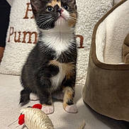 Maple is registered to the contest to win money with this photo: kitten, calico, cat, pet, toy_mouse, couch, pillow, pet_bed, indoor, curious, feline, small, young, cozy, soft_texture, white, brown, black, sitting, looking_up