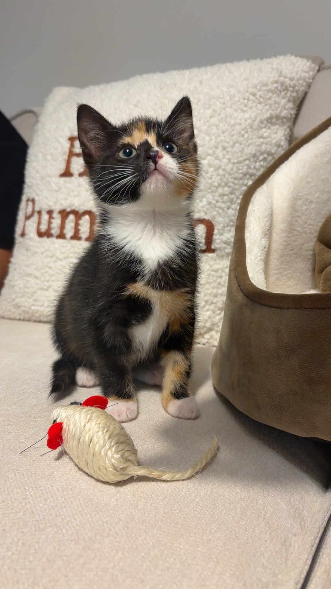 Maple is registered to the contest to win money with this photo: kitten, calico, cat, pet, toy_mouse, couch, pillow, pet_bed, indoor, curious, feline, small, young, cozy, soft_texture, white, brown, black, sitting, looking_up