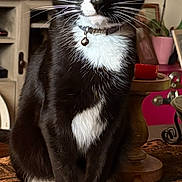 Jax is registered to the contest to win money with this photo: bell, black_and_white, cat, close_up, coaster, collar, curious, domestic_cat, furniture, home_decor, indoor, pet, potted_plant, sitting, table, table_runner, tuxedo_cat, whiskers, wooden_table, yellow_eyes