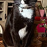bell, black_and_white, cat, close_up, coaster, collar, curious, domestic_cat, furniture, home_decor, indoor, pet, potted_plant, sitting, table, table_runner, tuxedo_cat, whiskers, wooden_table, yellow_eyes