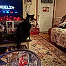 Jax joined the competition — help win amazing prizes! animal, cat, christmas_decorations, clock, couch, cozy, curtains, decor, door, furniture, holiday, indoor, living_room, ornaments, pet, rug, table, television, tuxedo_cat, wood_floor
