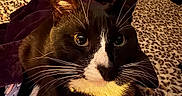 Jax joined the competition — help win amazing prizes! animal, black_and_white, blanket, cat, close_up, collar, curious, domestic_cat, ears, eyes, face, fur, indoor, leopard_print, lying_down, nose, pet, resting, tuxedo_cat, whiskers