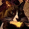 animal, black_and_white, blanket, cat, close_up, collar, curious, domestic_cat, ears, eyes, face, fur, indoor, leopard_print, lying_down, nose, pet, resting, tuxedo_cat, whiskers