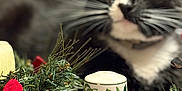 Jax joined the competition — help win amazing prizes! animal, black_and_white_cat, blurred_background, cat, ceramic, christmas, close_up, curious_cat, decorative, domestic, festive, greenery, holiday_decor, indoor, pet, pine_cones, red_flower, relaxing, tablecloth, whiskers