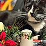 Jax joined the competition — help win amazing prizes! cat, black_and_white_cat, holiday_decor, christmas, ceramic, pine_cones, greenery, red_flower, tablecloth, indoor, blurred_background, whiskers, curious_cat, decorative, festive, close_up, animal, pet, relaxing, domestic