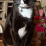 cat, tuxedo_cat, pet, indoor, table, wooden_table, paws, white_paws, black_and_white, feline, collar, bell, home_decor, plant, candle_holder, coaster, fabric, blanket, domestic_animal, sitting