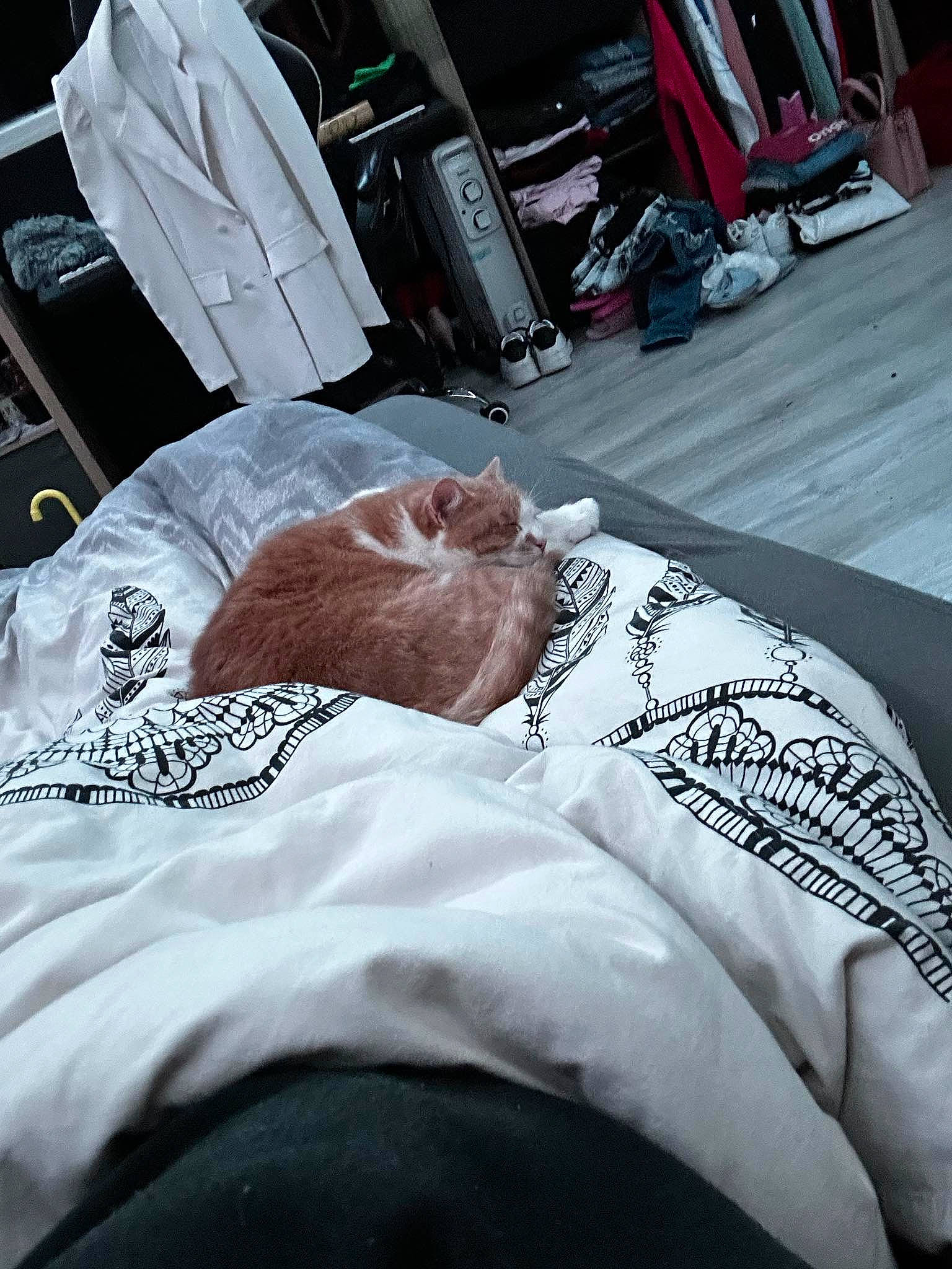 Pupuce participe au concours pour gagner de l'argent avec cette photo : auto_part, automotive_design, automotive_tire, bag, bed_sheet, bedding, bedroom, comfort, elbow, flesh, font, human_leg, linens, room, sitting, sleeve, sportswear, t_shirt, textile, wrist