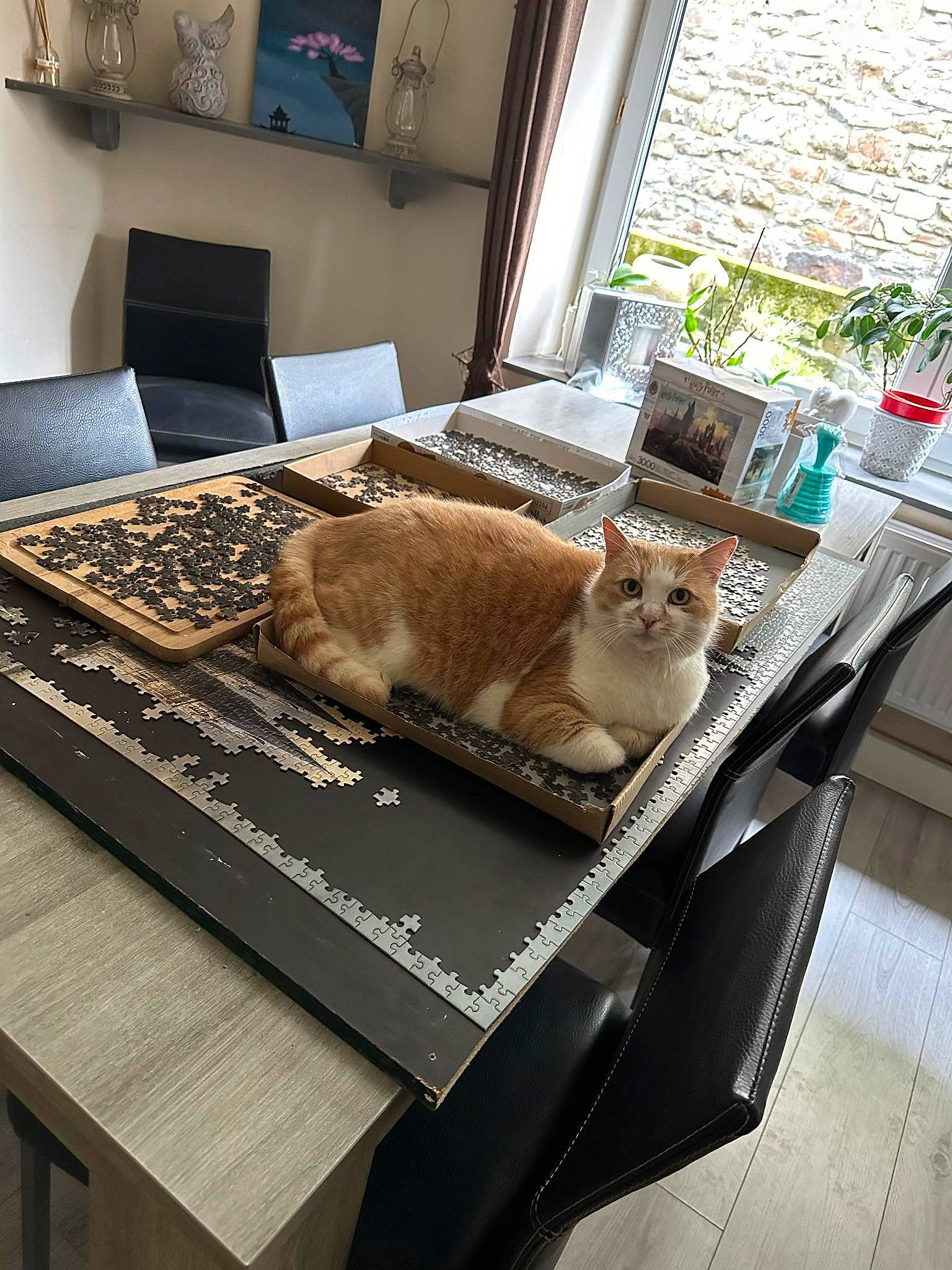 Pupuce a rejoint le concours — aidez-le/la à gagner de superbes lots ! carnivore, cat, chair, comfort, fawn, felidae, floor, flooring, hardwood, houseplant, interior_design, living_room, plant, room, small_to_medium_sized_cats, table, tail, whiskers, window, wood