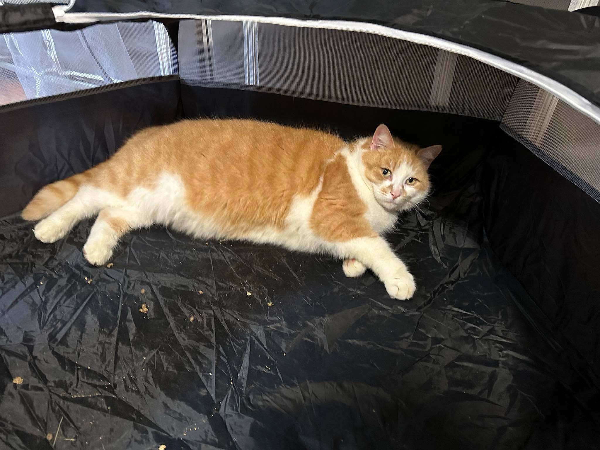 Pupuce a rejoint le concours — aidez-le/la à gagner de superbes lots ! animal_shelter, carnivore, cat, claw, comfort, domestic_short_haired_cat, fawn, felidae, flooring, fur, grass, hardwood, paw, small_to_medium_sized_cats, snout, tail, tree, whiskers, window, wood