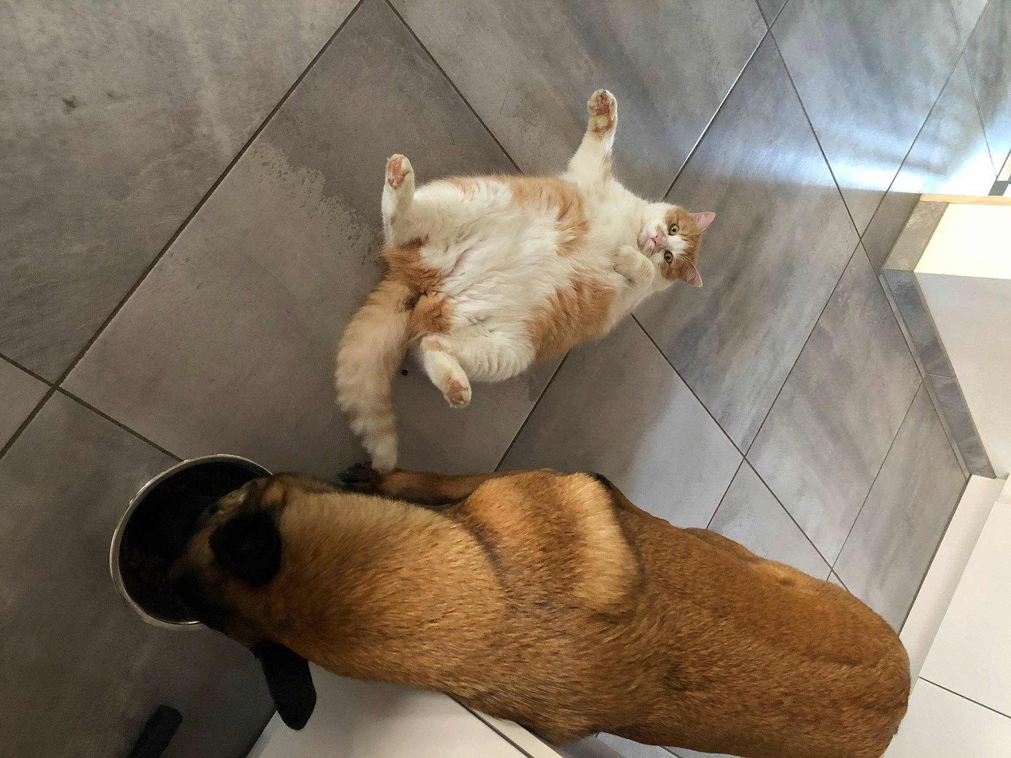 Pupuce participe au concours pour gagner de l'argent avec cette photo : canidae, carnivore, cat, comfort, companion_dog, dog_breed, fawn, felidae, flooring, foot, fur, human_leg, paw, room, small_to_medium_sized_cats, snout, sporting_group, tail, whiskers, wood