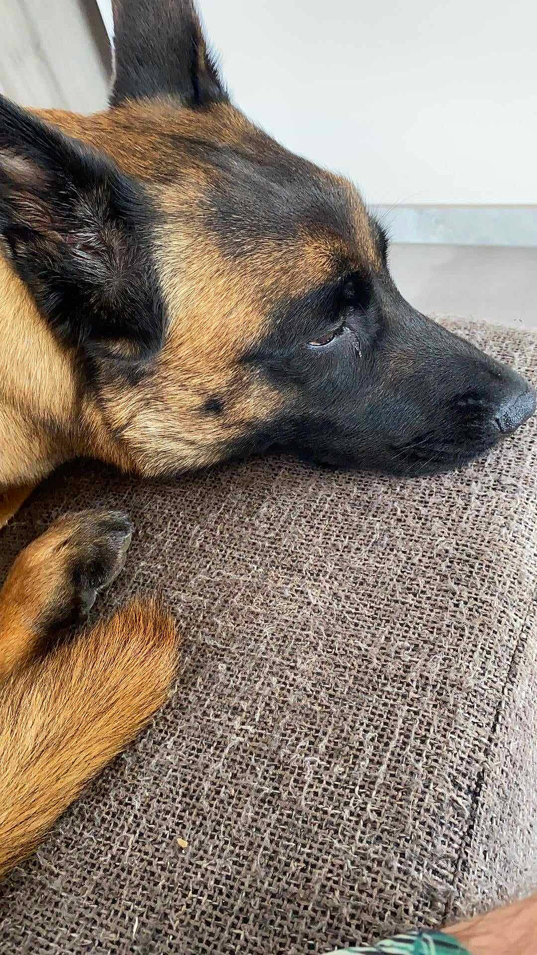 Roxy participe au concours pour gagner de l'argent avec cette photo : canidae, carnivore, claw, companion_dog, dog, dog_breed, fawn, flooring, fur, german_shepherd_dog, paw, snout, sporting_group, terrestrial_animal, whiskers, working_animal, working_dog