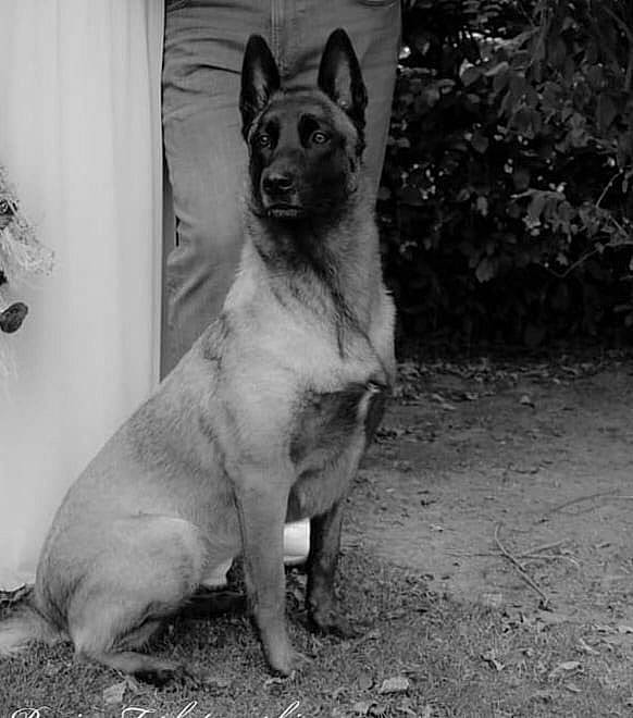 Roxy participe au concours pour gagner de l'argent avec cette photo : ancient_dog_breeds, canidae, carnivore, companion_dog, dog, dog_breed, fawn, grey, monochrome, monochrome_photography, non_sporting_group, plant, snout, sporting_group, tail, terrestrial_animal, whiskers, wildlife, working_animal, working_dog