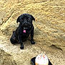 Luna joined the competition — help win amazing prizes! dog, pug, black_dog, sand, rock, cupcake, sprinkles, food, pet, outdoor, animal, collar, pink_tag, snack, curious, closeup, nature, small_dog, sitting, guilty_look