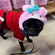 Luna is registered to the contest to win money with this photo: dog, pug, pet, costume, red_sweater, pink_hat, blue_bow, leash, floor, wooden_floor, indoor, cute, black_dog, animal, small_dog, holiday, festive, plastic_container, background, portrait