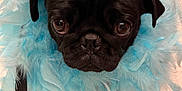 Luna joined the competition — help win amazing prizes! dog, pug, black_dog, feathers, blue_feathers, pet, close_up, cute, adorable, animal, portrait, fluffy, costume, indoor, looking_up, face, fur, big_eyes, small_dog, muzzle