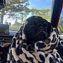 Luna joined the competition — help win amazing prizes! dog, pug, blanket, wrapped, car_interior, window, tree, daylight, cozy, pet, animal, fur, black_dog, expression, seated, closeup, cute, snug, comfort, indoor