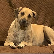 Cash joined the competition — help win amazing prizes! dog, pet, lounge, brown, quilted, couch, indoor, animal, canine, relaxed, fur, paw, ears, face, looking, comfort, home, resting, expression, cozy