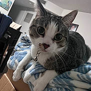 Enzo is registered to the contest to win money with this photo: animal, bell, blanket, cardboard_box, cat, closeup, collar, curious, domestic, eyes, fur, furniture, indoor, living_room, painting, paws, pet, resting, soft_lighting, whiskers
