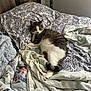 Enzo is registered to the contest to win money with this photo: animal, bed, blanket, cat, comfort, cozy, feline, floral, fur, headboard, indoor, patterned, paw, pet, quilt, relaxing, resting, room, sleepy, tabby