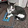Enzo joined the competition — help win amazing prizes! animal, bell, cardboard_scratch_pad, carpet, cat, collar, curious, eyes, feline, floor, fur, household, indoor, paw, pet, playing, tabby_cat, toy, white_cat, yellow_ball