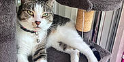 Enzo is registered to the contest to win money with this photo: animal, bell, cat, cat_tree, collar, curtains, domestic_cat, feline, gray_furniture, home, indoor, lounging, paws, pet, relaxed, resting, striped_rug, tabby_cat, white_cat, window