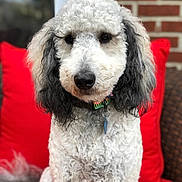 Jackson joined the competition — help win amazing prizes! dog, curly_fur, black_ears, red_cushion, brick_wall, pet, animal, portrait, close_up, sitting, outdoor, collar, tag, furry, cute, attentive, fluffy, companion, domestic_animal, paw