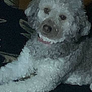 Lucy is registered to the contest to win money with this photo: dog, curly_fur, lying_down, indoor, pet, animal, carpet, cozy, fur, mammal, domestic_animal, resting, canine, portrait, cute, companion, laying, calm, home, brown_nose