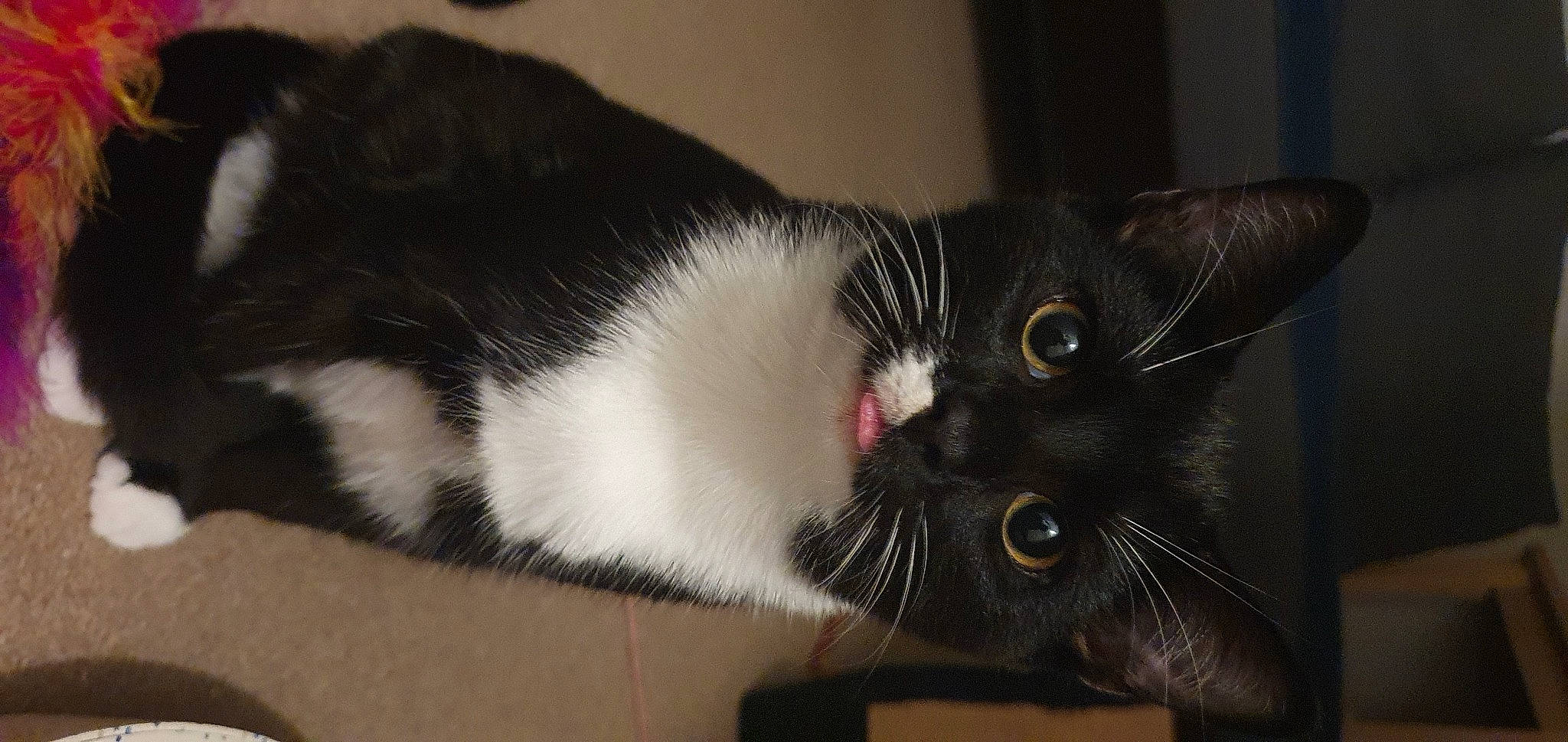 Poppy joined the competition — help win amazing prizes! carnivore, cat, comfort, domestic_short_haired_cat, felidae, fur, paw, small_to_medium_sized_cats, snout, tail, whiskers