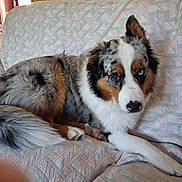 Oslo participe au concours pour gagner de l'argent avec cette photo : animal, australian_shepherd, blue_eye, brown_eye, canine, comfort, couch, dog, domestic, ears, fur, heterochromia, house, indoor, laying, paw, pet, relaxed, snout, tail