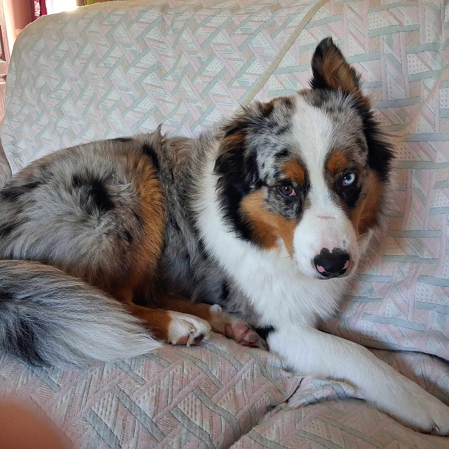 Oslo participe au concours pour gagner de l'argent avec cette photo : animal, australian_shepherd, blue_eye, brown_eye, canine, comfort, couch, dog, domestic, ears, fur, heterochromia, house, indoor, laying, paw, pet, relaxed, snout, tail