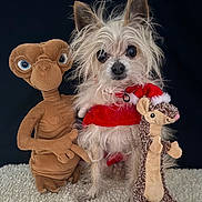 E.t participe au concours pour gagner de l'argent avec cette photo : dog, plush_toy, stuffed_animal, costume, red_clothing, holiday_outfit, hedgehog_toy, et_toy, pet, furry, small_dog, fur, cute, animal, indoor, black_background, white_surface, portrait, toy, posing