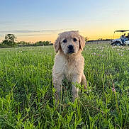Anakin joined the competition — help win amazing prizes! puppy, golden_retriever, dog, grass, field, sunset, sky, nature, outdoor, animal, pet, greenery, cute, young_dog, flora, wildflowers, recreational_vehicle, people, relaxation, serene