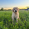 animal, cute, dog, field, flora, golden_retriever, grass, greenery, nature, outdoor, people, pet, puppy, recreational_vehicle, relaxation, serene, sky, sunset, wildflowers, young_dog