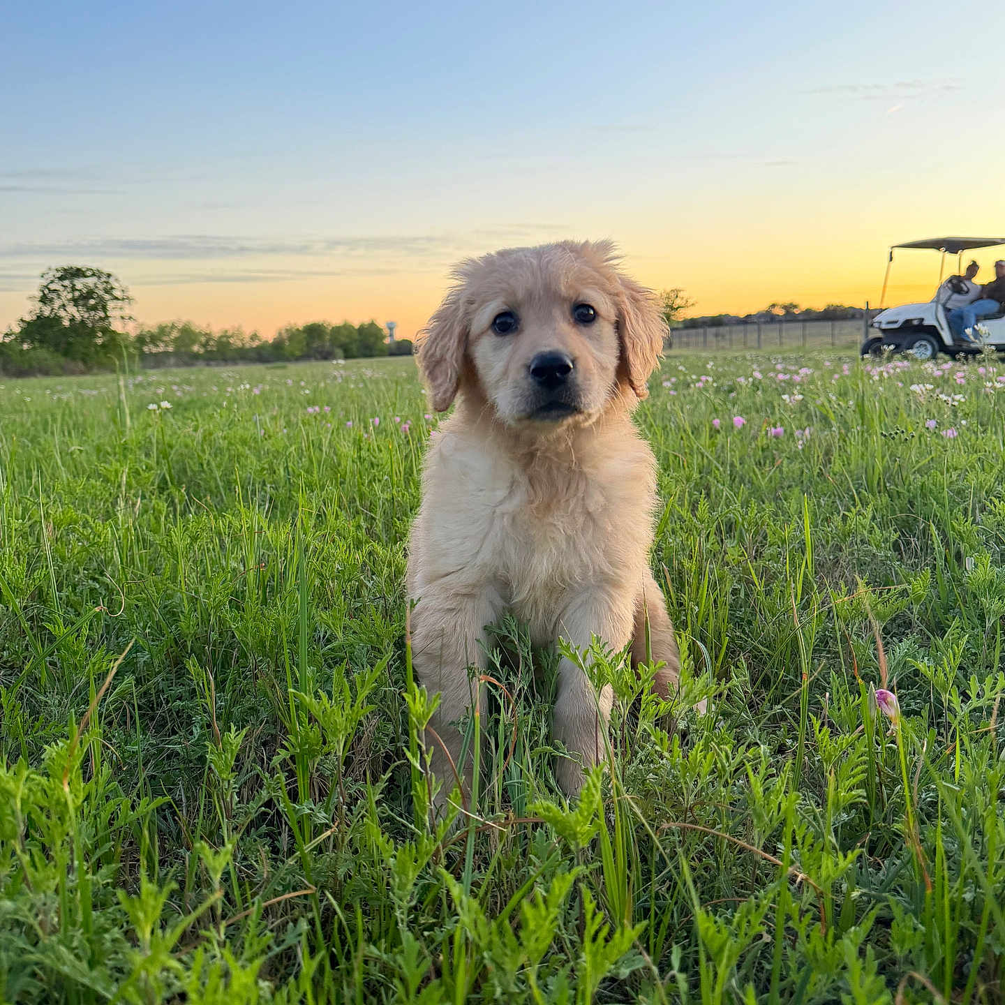 Anakin joined the competition — help win amazing prizes! puppy, golden_retriever, dog, grass, field, sunset, sky, nature, outdoor, animal, pet, greenery, cute, young_dog, flora, wildflowers, recreational_vehicle, people, relaxation, serene